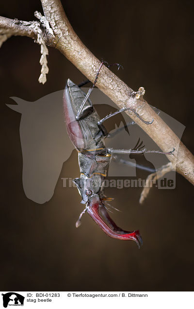 Hirschkfer / stag beetle / BDI-01283