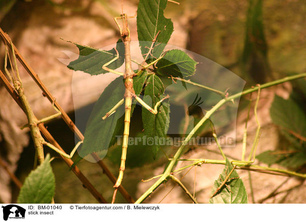 Stabheuschrecke / stick insect / BM-01040