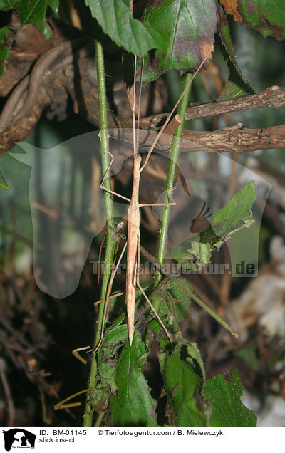 stick insect / BM-01145