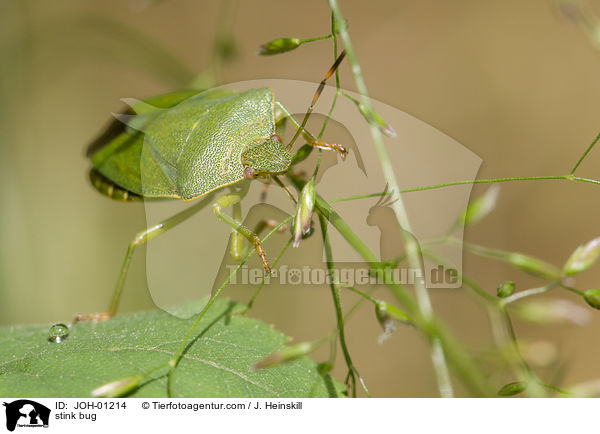 Stinkwanze / stink bug / JOH-01214
