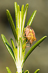 Northern fruit bug