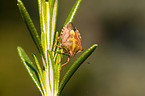 Northern fruit bug