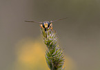 Superb Ant-hill Hoverfly