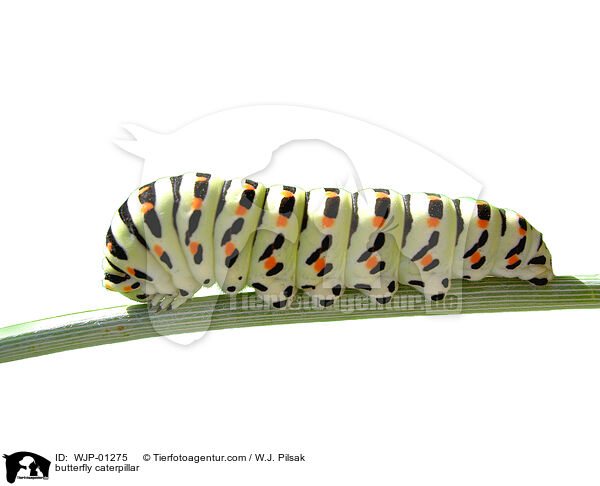 Schwalbenschwanz-Raupe / butterfly caterpillar / WJP-01275