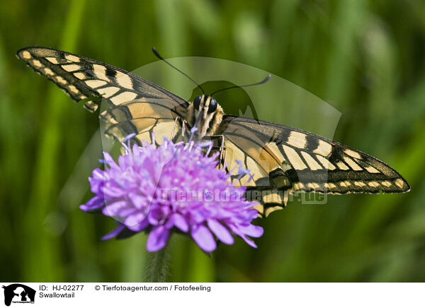 Schwalbenschwanz / Swallowtail / HJ-02277