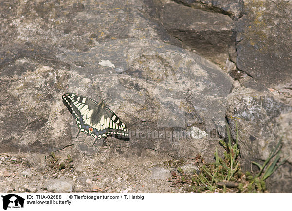 Schwalbenschwanz / swallow-tail butterfly / THA-02688