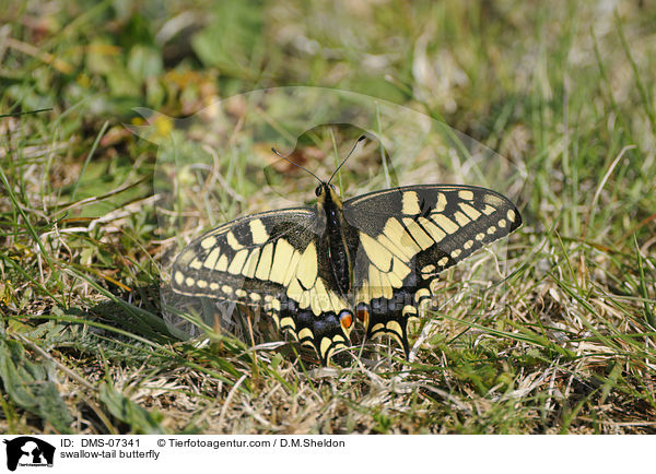 Schwalbenschwanz / swallow-tail butterfly / DMS-07341