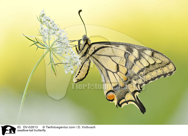 Schwalbenschwanz / swallow-tail butterfly / DV-02613