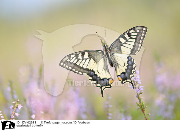 swallowtail butterfly / DV-02983