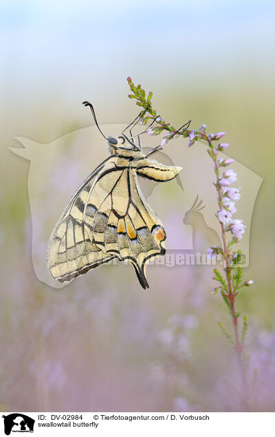 Schwalbenschwanz / swallowtail butterfly / DV-02984