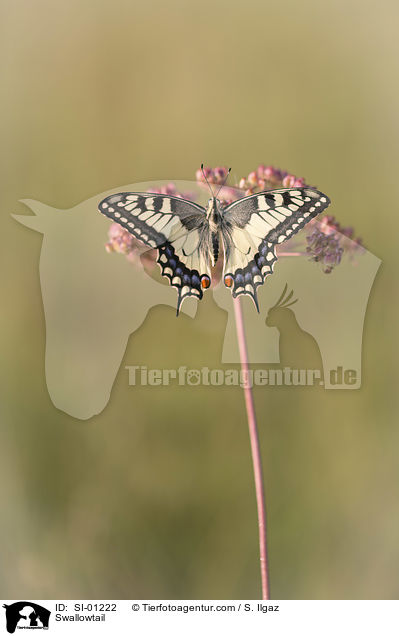 Schwalbenschwanz / Swallowtail / SI-01222