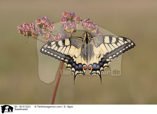 Schwalbenschwanz / Swallowtail / SI-01223