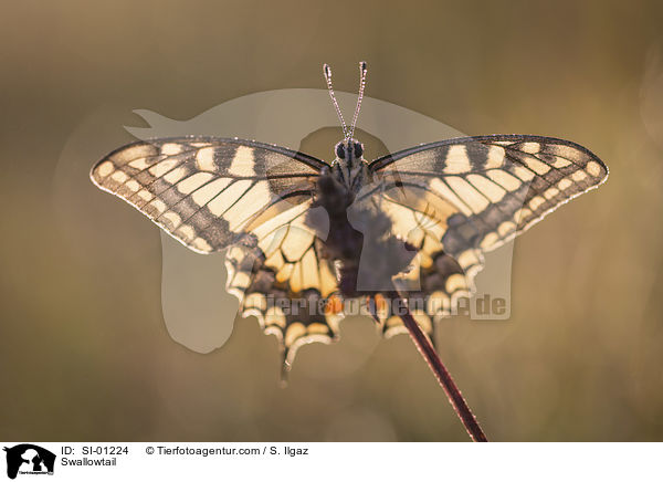 Schwalbenschwanz / Swallowtail / SI-01224