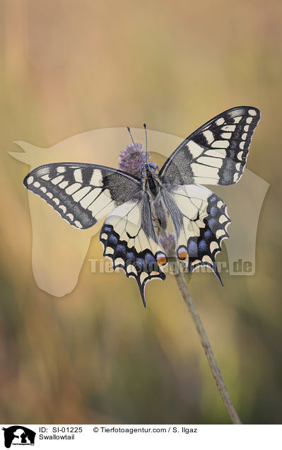 Schwalbenschwanz / Swallowtail / SI-01225