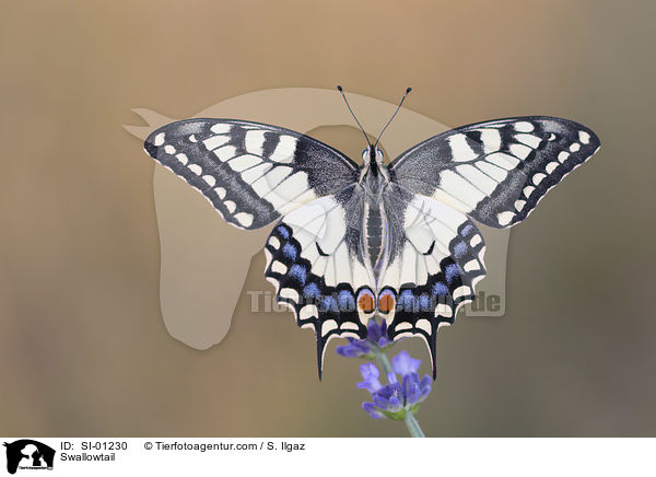 Schwalbenschwanz / Swallowtail / SI-01230