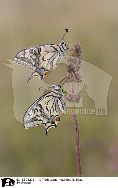 Schwalbenschwanz / Swallowtail / SI-01233