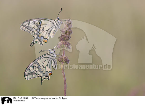 Schwalbenschwanz / Swallowtail / SI-01234