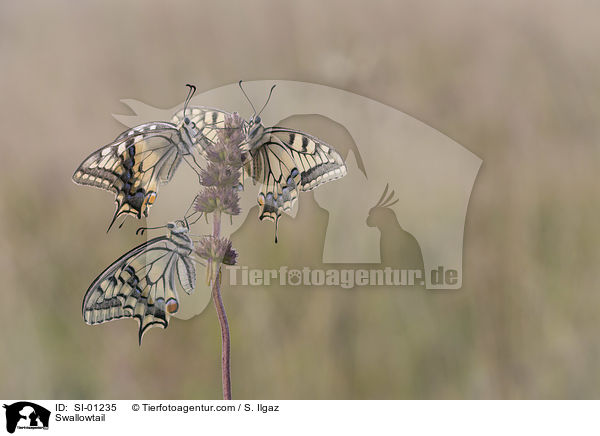 Schwalbenschwanz / Swallowtail / SI-01235