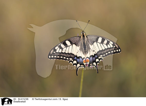 Schwalbenschwanz / Swallowtail / SI-01236