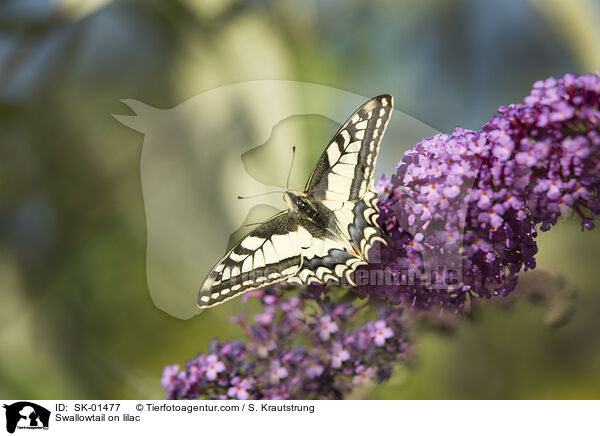 Schwalbenschwanz auf Flieder / Swallowtail on lilac / SK-01477
