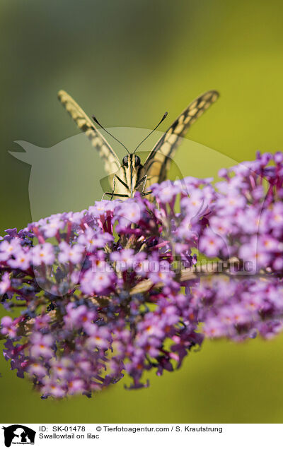 Schwalbenschwanz auf Flieder / Swallowtail on lilac / SK-01478