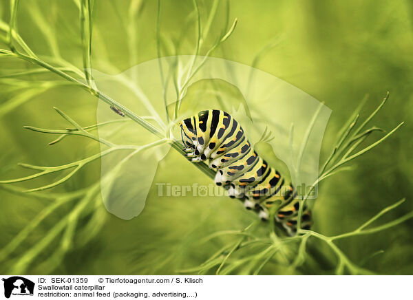 Schwalbenschwanz Raupe / Swallowtail caterpillar / SEK-01359
