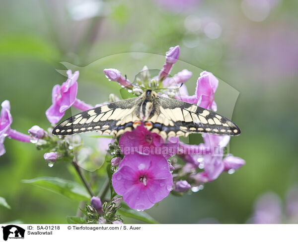 Schwalbenschwanz / Swallowtail / SA-01218