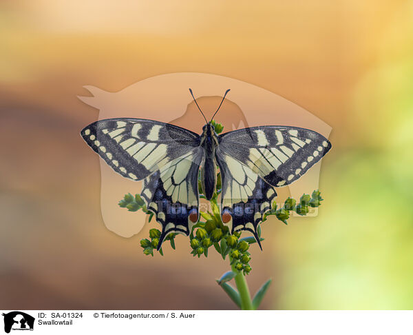 Swallowtail / SA-01324