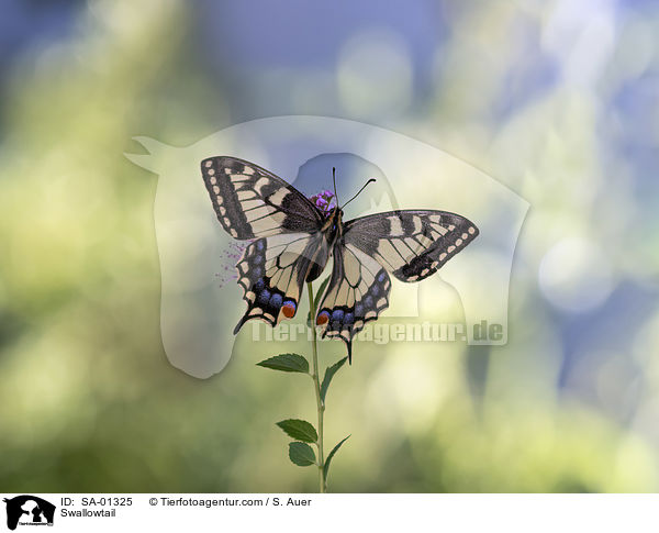 Schwalbenschwanz / Swallowtail / SA-01325