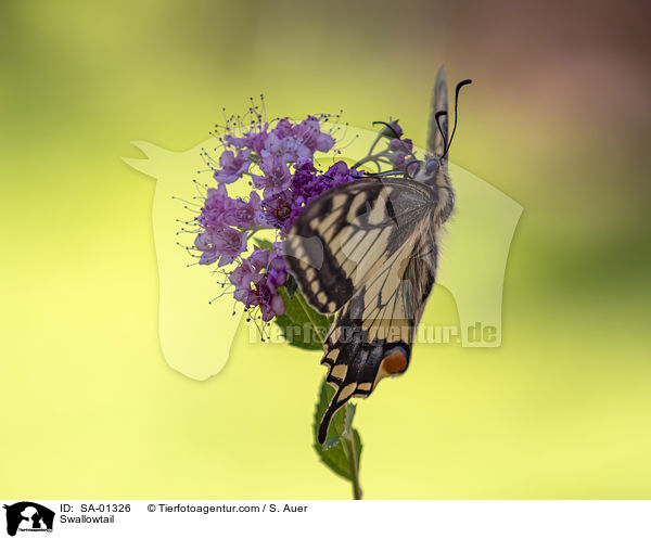 Schwalbenschwanz / Swallowtail / SA-01326