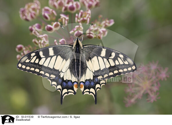 Swallowtail / SI-01539