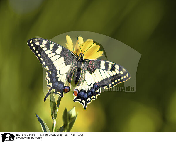 Schwalbenschwanz / swallowtail butterfly / SA-01493