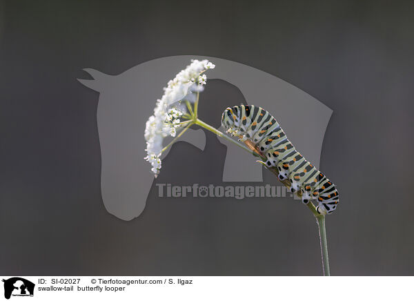 Schwalbenschwanz Raupe / swallow-tail  butterfly looper / SI-02027
