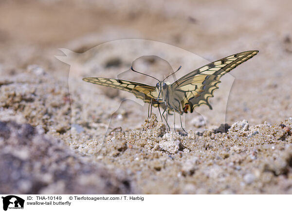 Schwalbenschwanz / swallow-tail butterfly / THA-10149