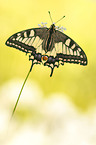 swallow-tail butterfly
