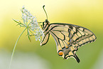 swallow-tail butterfly