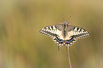 Swallowtail