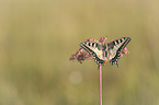 Swallowtail