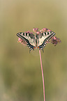 Swallowtail