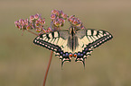 Swallowtail