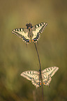 Swallowtail