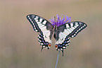 Swallowtail