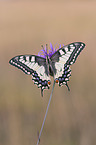 Swallowtail