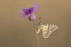 Swallowtail