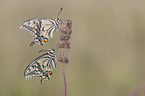 Swallowtail