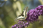 Swallowtail on lilac