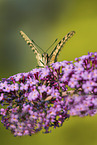 Swallowtail on lilac