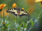 Swallowtail