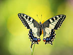 swallow-tail