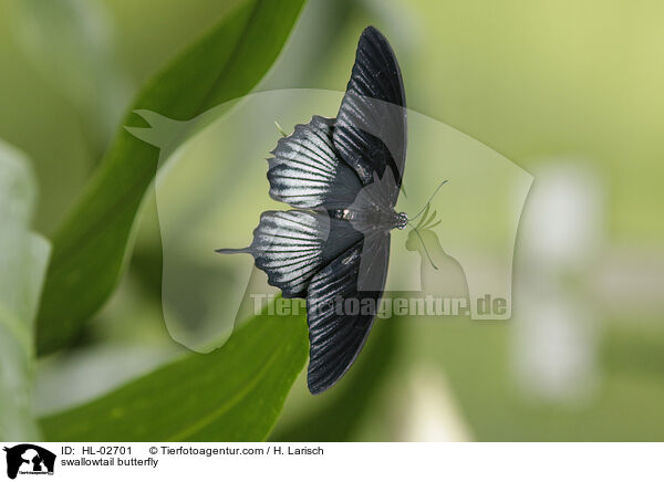 swallowtail butterfly / HL-02701
